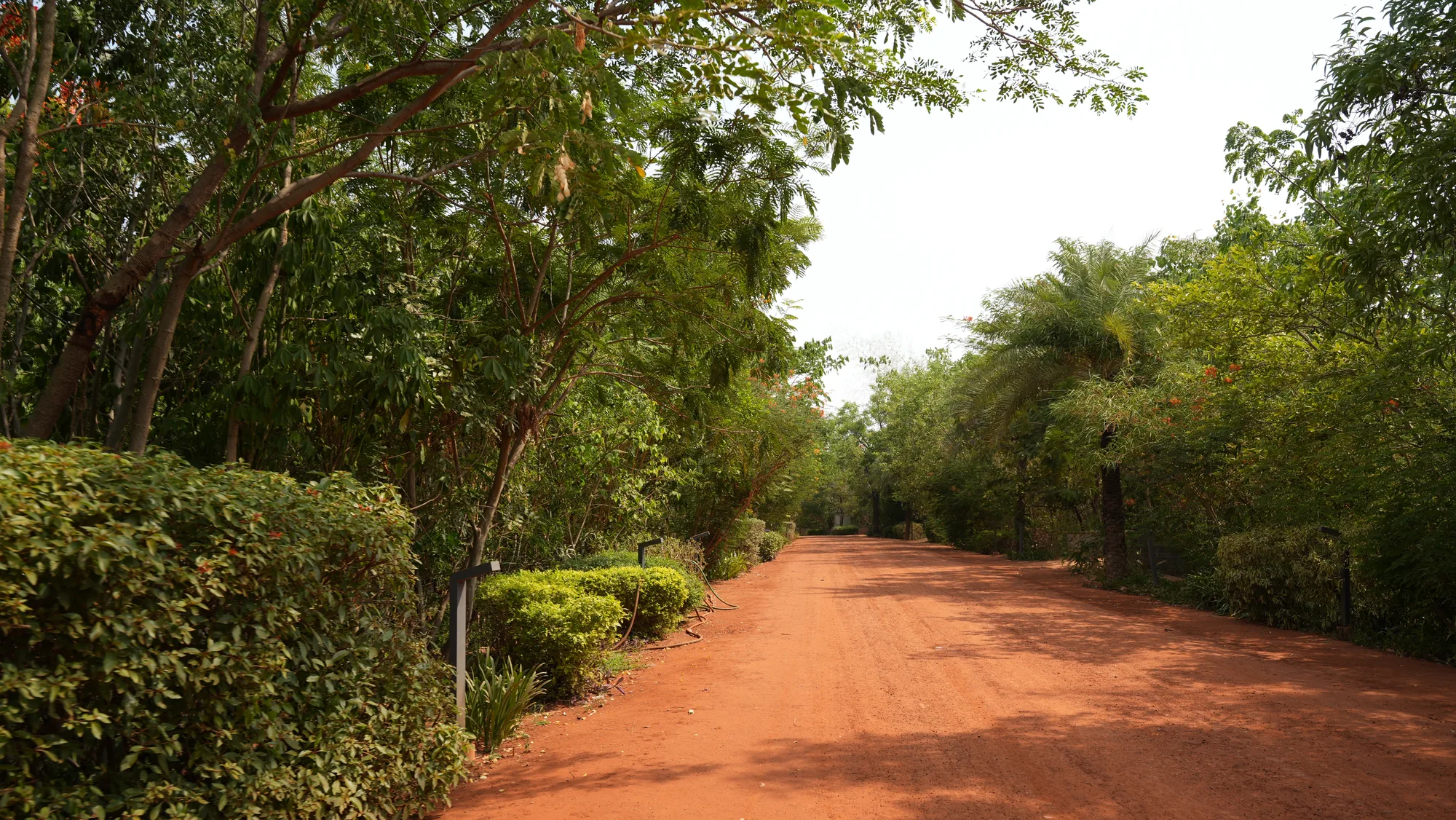 Tree-lined red-earth road through the forest canopy at Woods Shamshabad