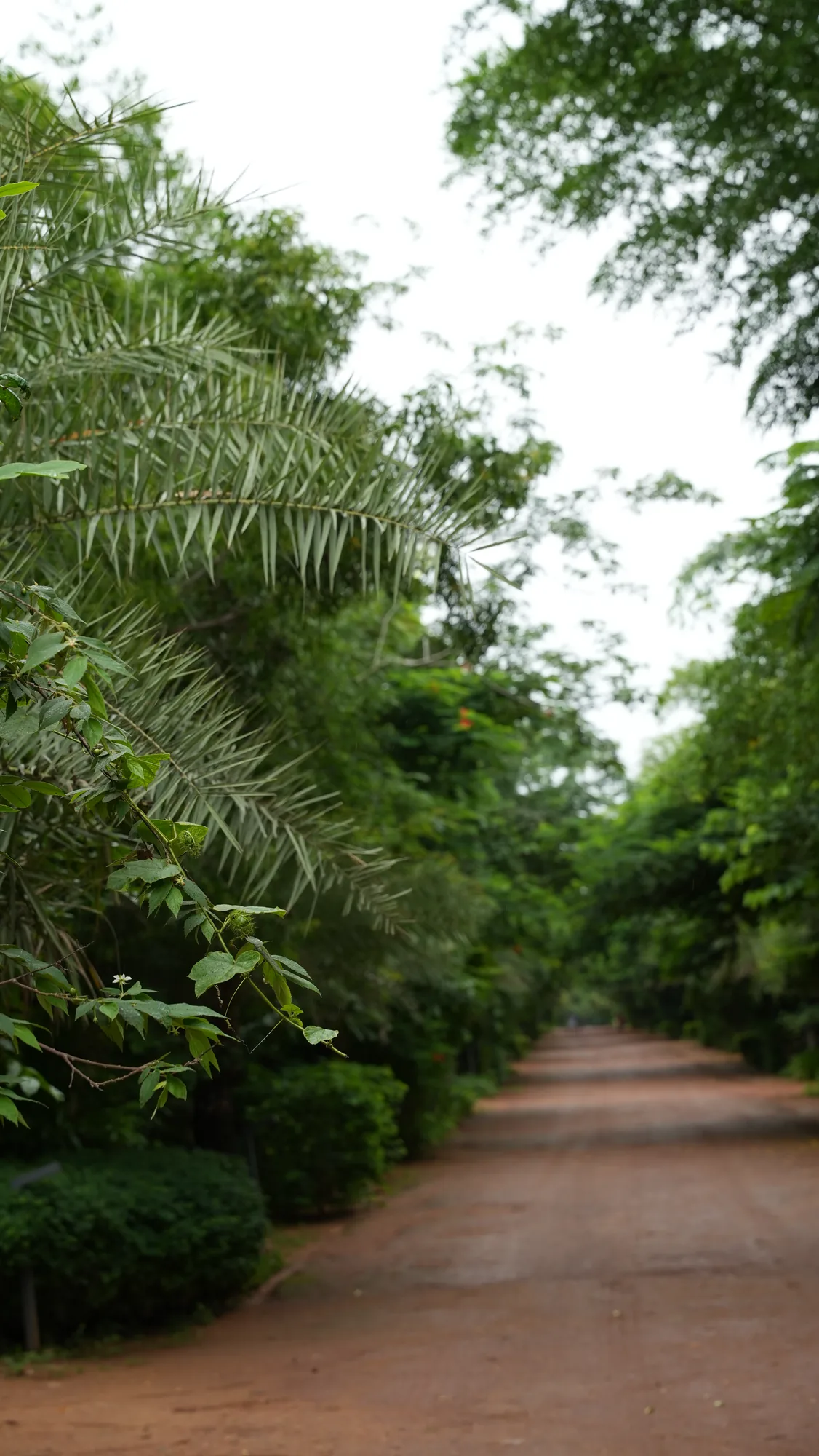 Tree-lined road inside Woods Shamshabad, Hyderabad