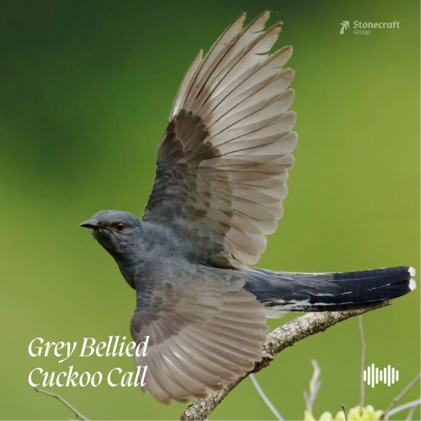 Grey Bellied Cuckoo Call