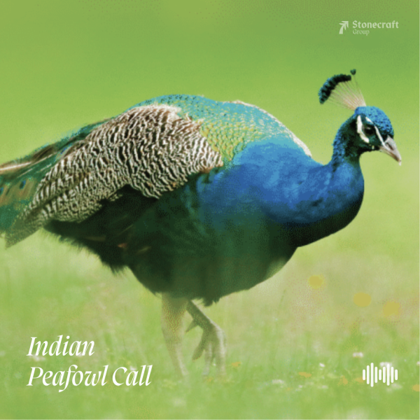 Indian Peafowl Call