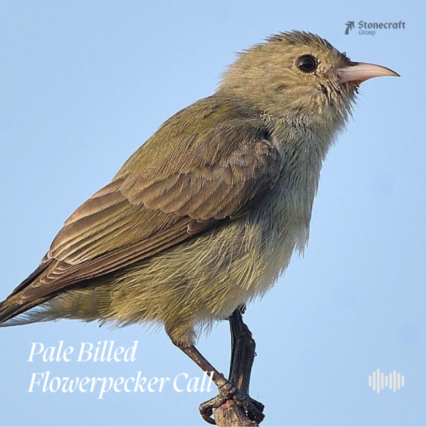 Pale Billed Flowerpecker Call