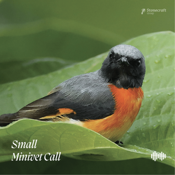 Small Minivet Call